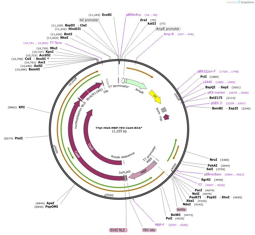 159993-plasmid-map-sequence-id-314788