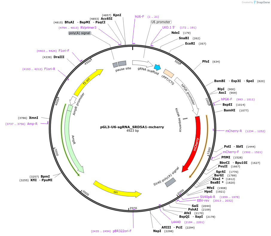 159780-plasmid-map-sequence-id-314791