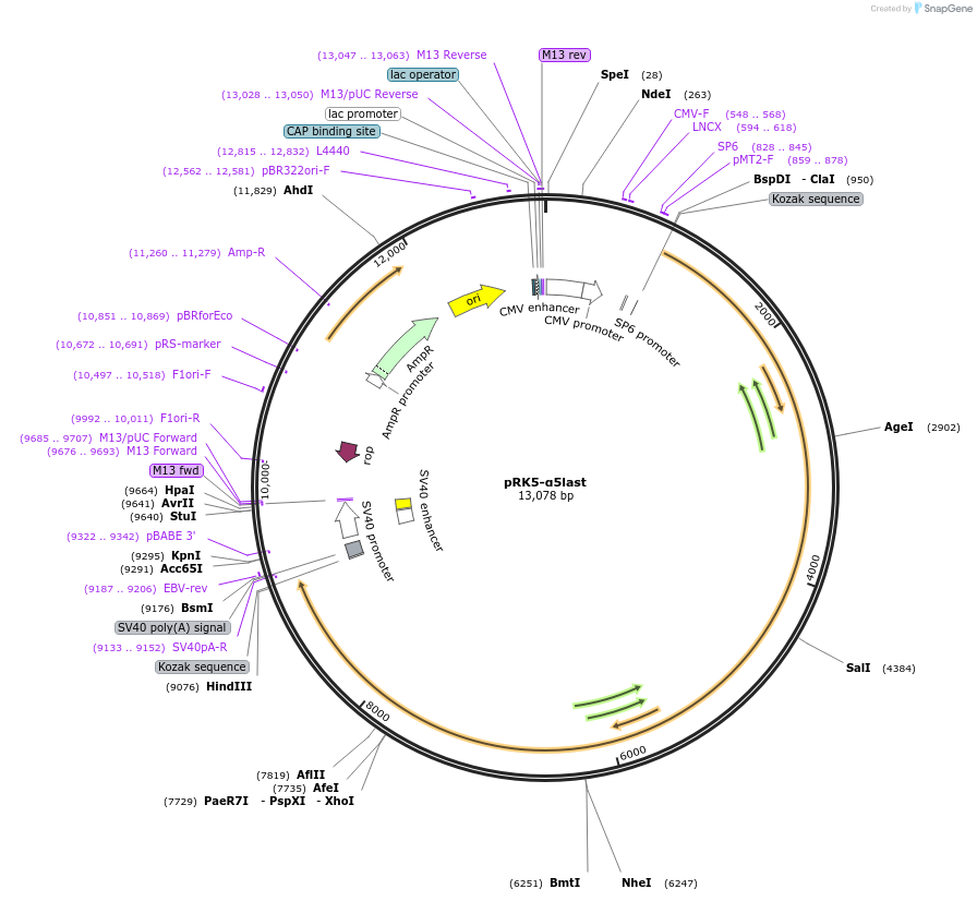 160270-plasmid-map-sequence-id-314794