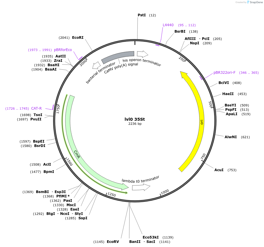 153382-plasmid-map-sequence-id-314815