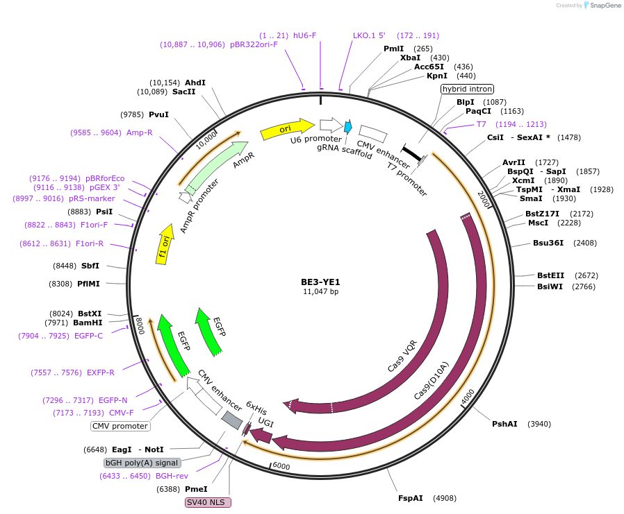132943-plasmid-map-sequence-id-314816