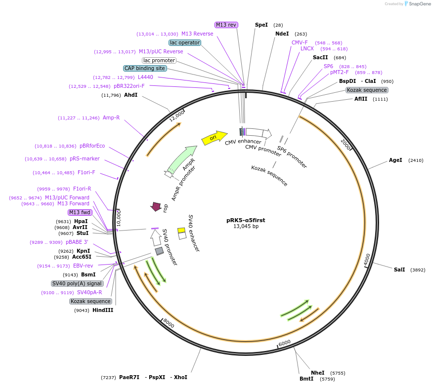 160269-plasmid-map-sequence-id-314822