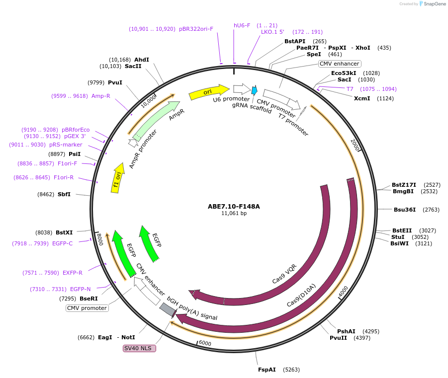 132946-plasmid-map-sequence-id-314827