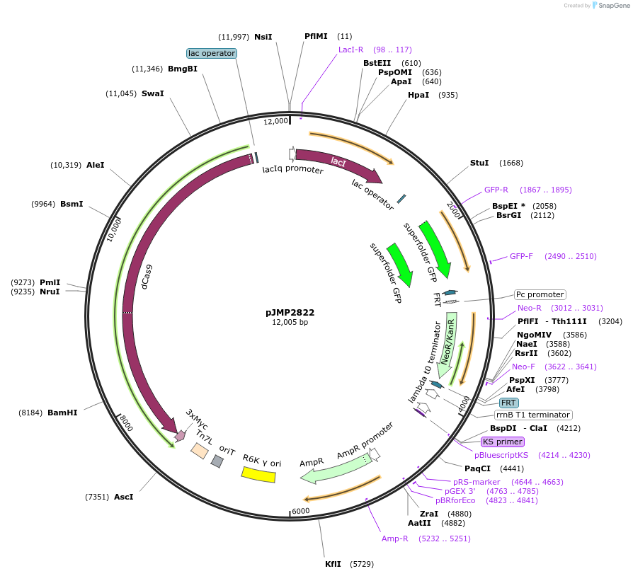 160670-plasmid-map-sequence-id-314828