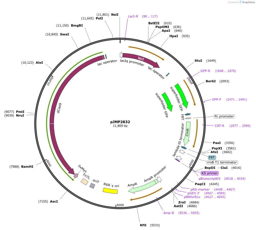 160672-plasmid-map-sequence-id-314830