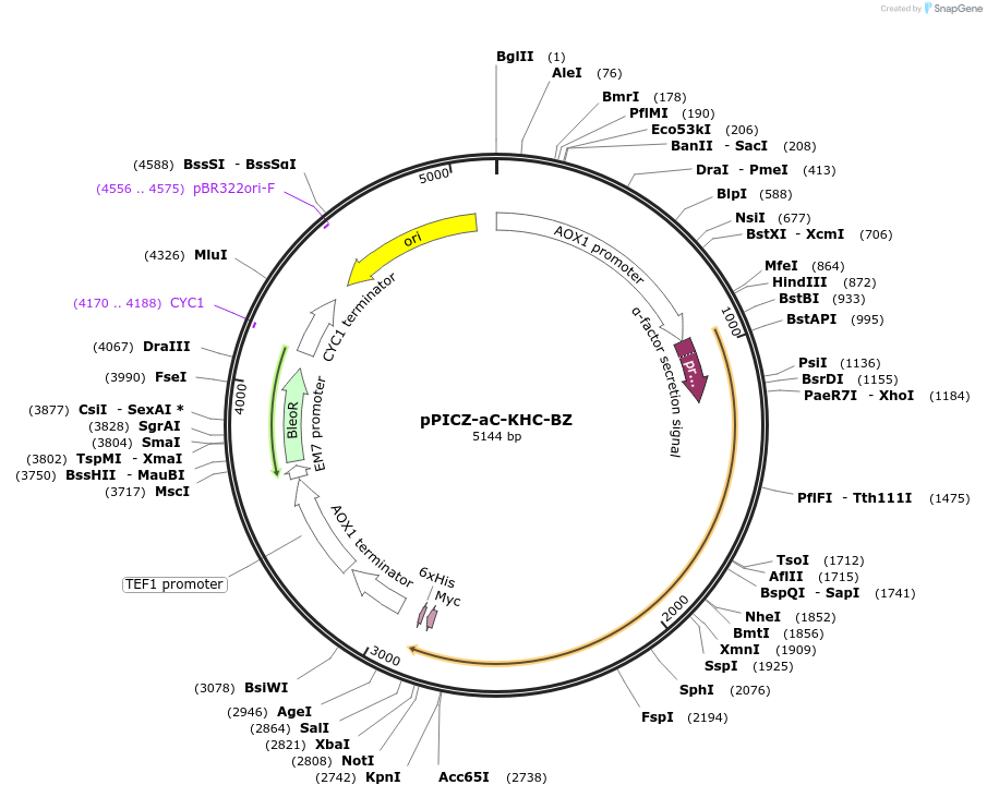 160427-plasmid-map-sequence-id-314833