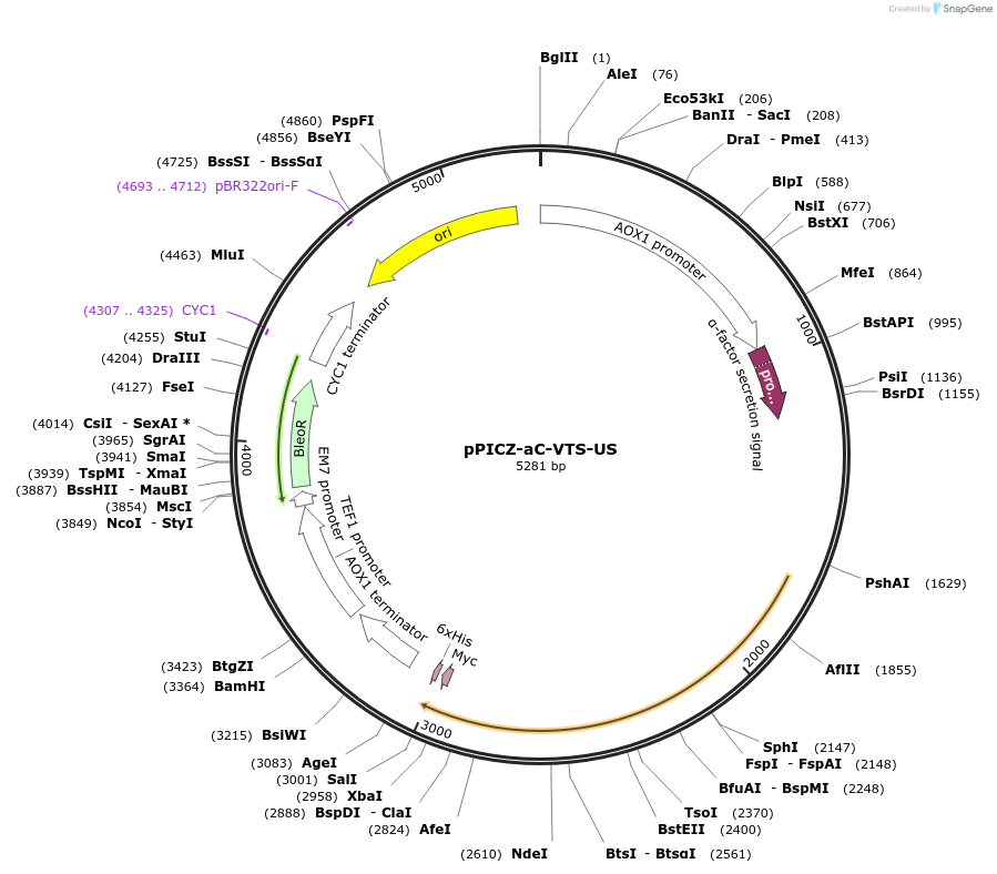 160425-plasmid-map-sequence-id-314834
