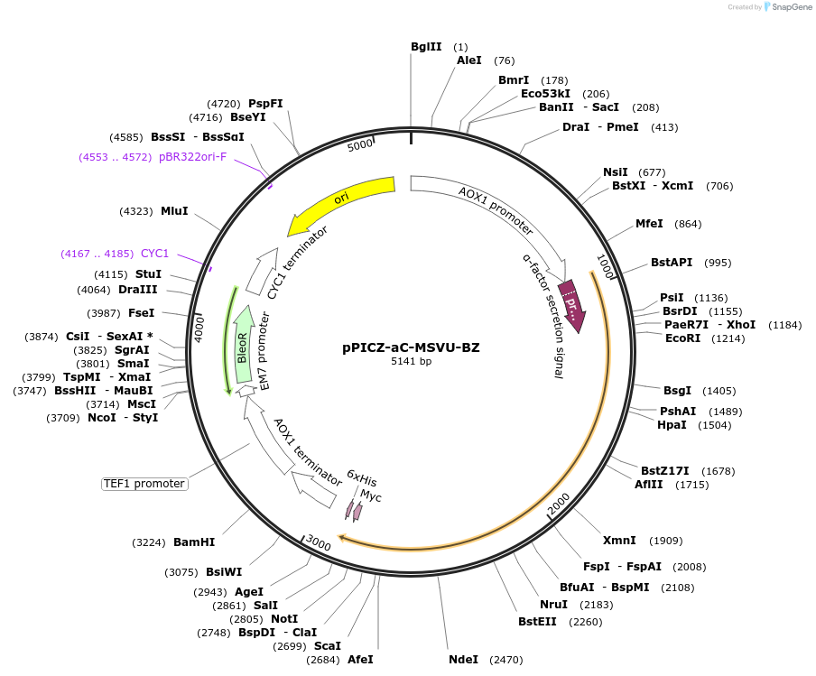 160426-plasmid-map-sequence-id-314835
