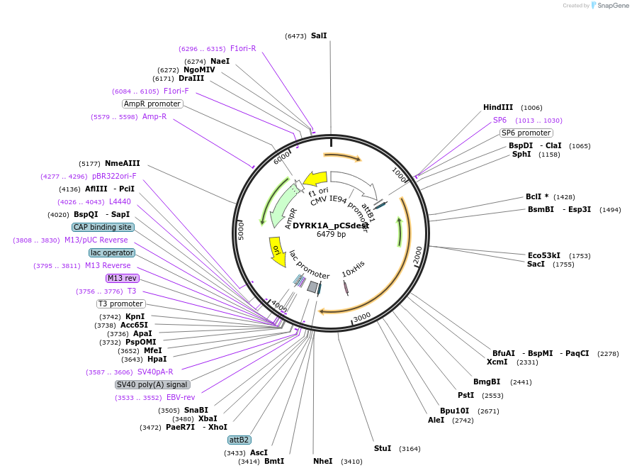 53791-plasmid-map-sequence-id-314862