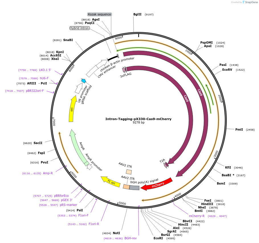 159742-plasmid-map-sequence-id-314868