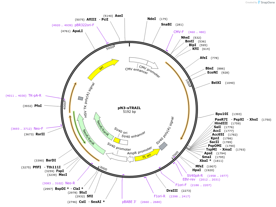 154246-plasmid-map-sequence-id-314870