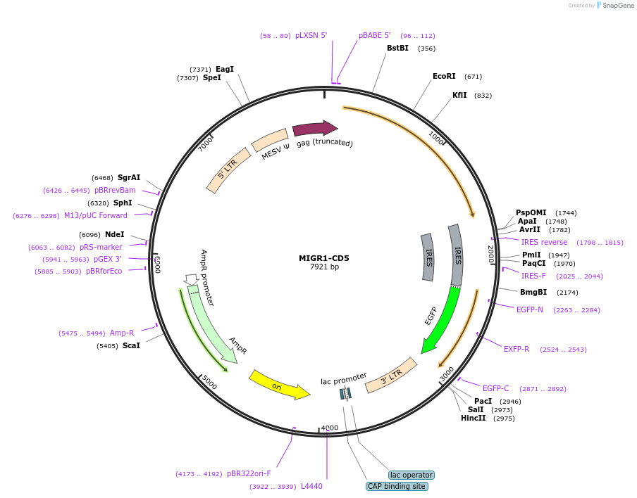 159329-plasmid-map-sequence-id-314872