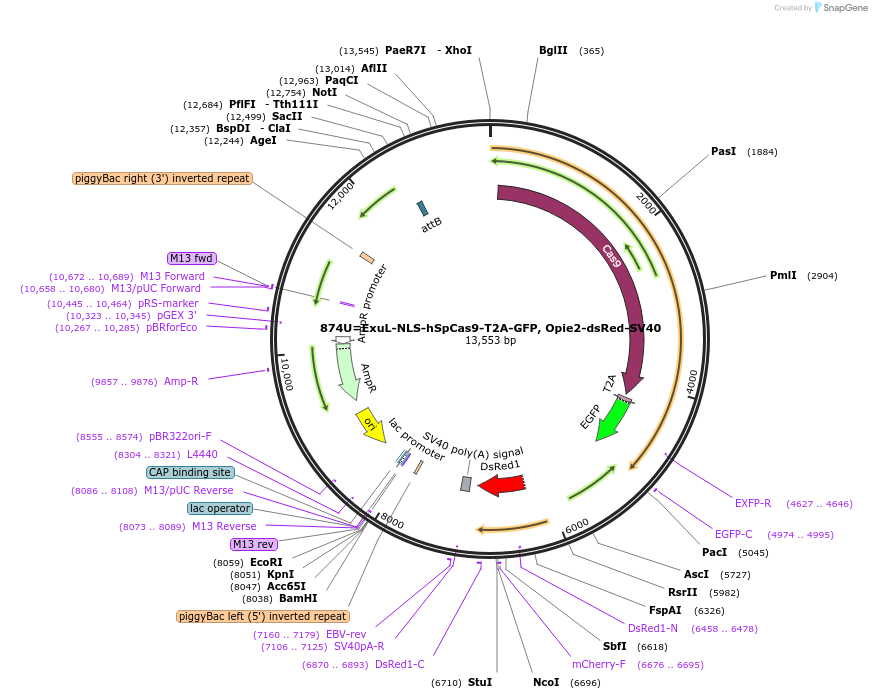 159671-plasmid-map-sequence-id-314880