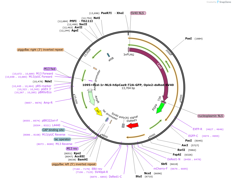 159673-plasmid-map-sequence-id-314886