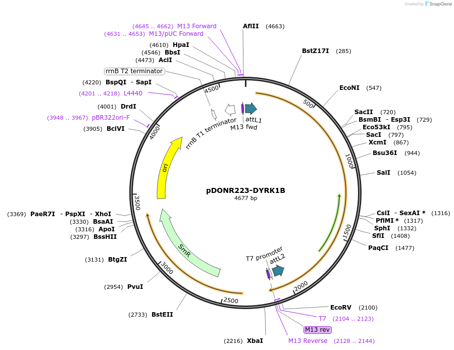 23761-plasmid-map-sequence-id-314887