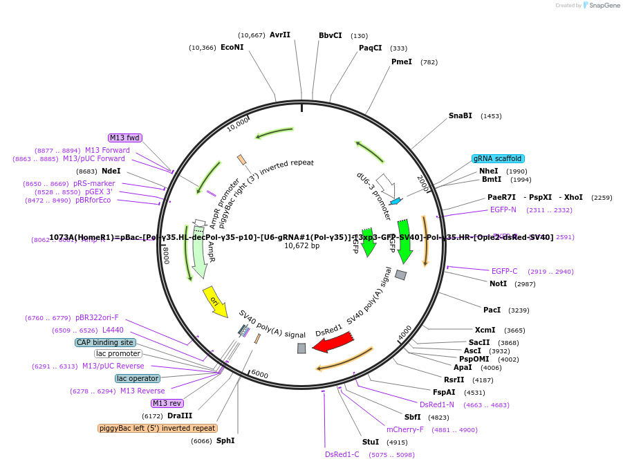 159676-plasmid-map-sequence-id-314890