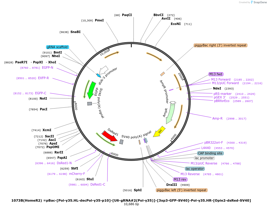 159677-plasmid-map-sequence-id-314891