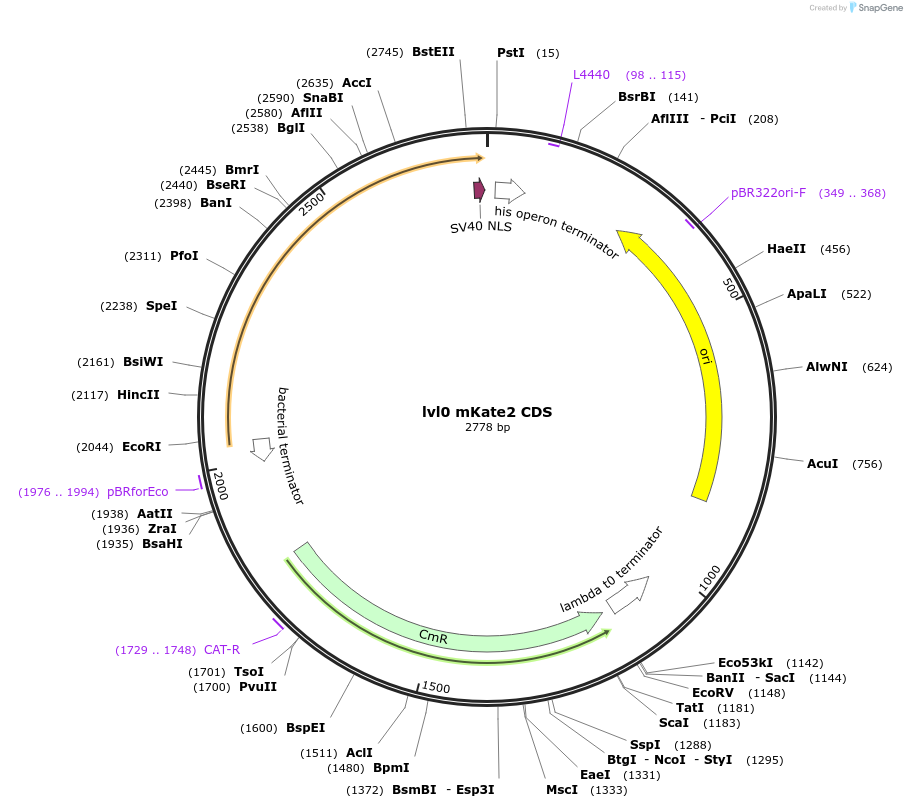 153394-plasmid-map-sequence-id-314896