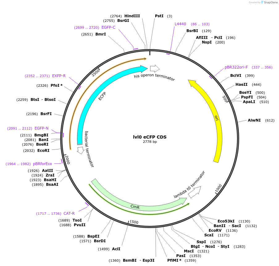153397-plasmid-map-sequence-id-314898