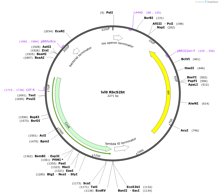 153387-plasmid-map-sequence-id-314902