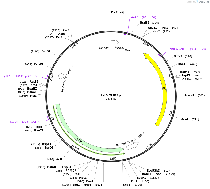 153373-plasmid-map-sequence-id-314904