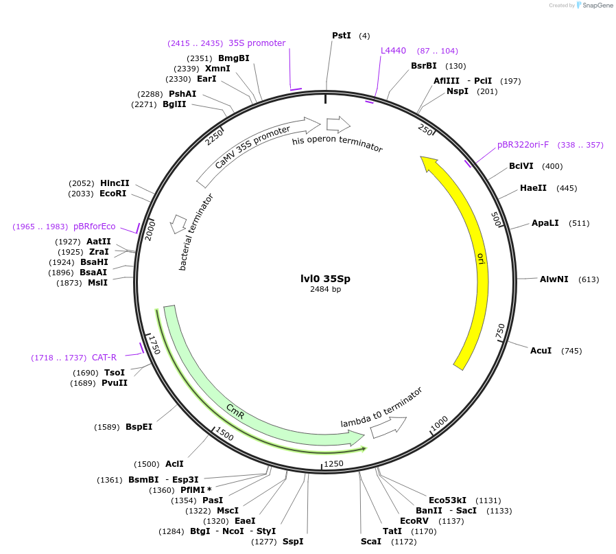 153369-plasmid-map-sequence-id-314907
