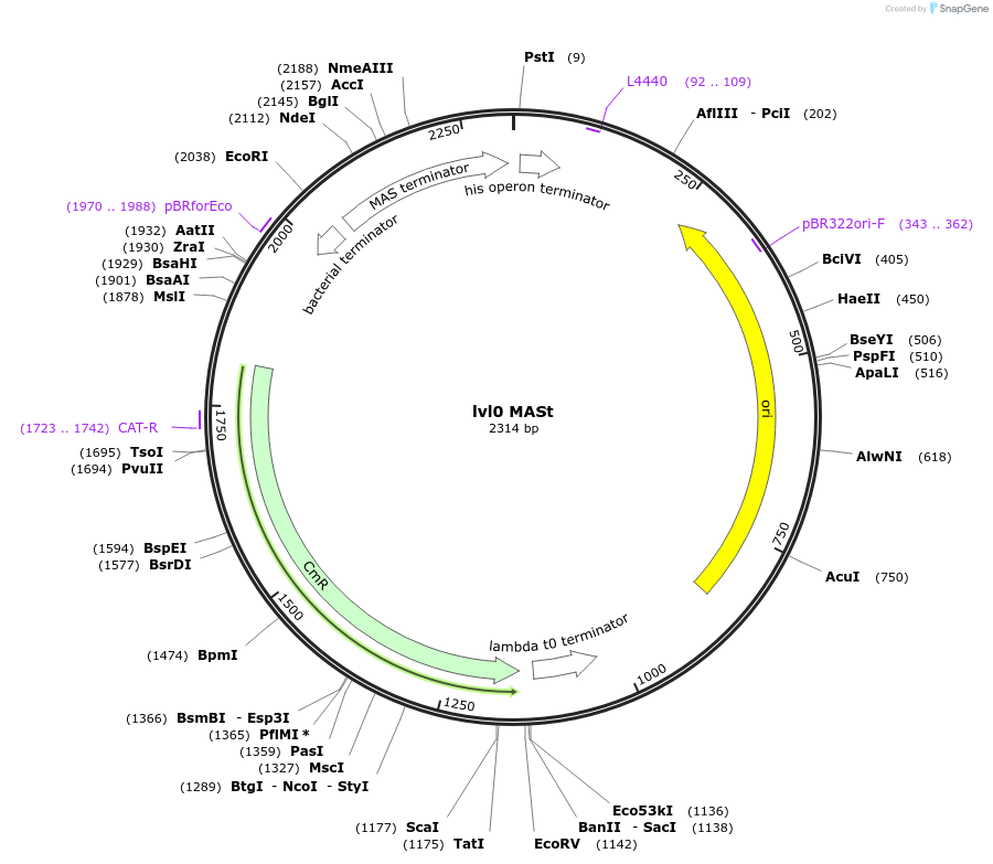 153381-plasmid-map-sequence-id-314910