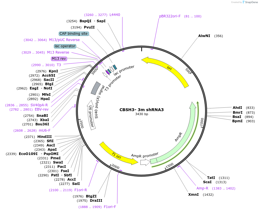 160213-plasmid-map-sequence-id-314924