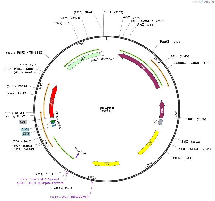 149493-plasmid-map-sequence-id-314927