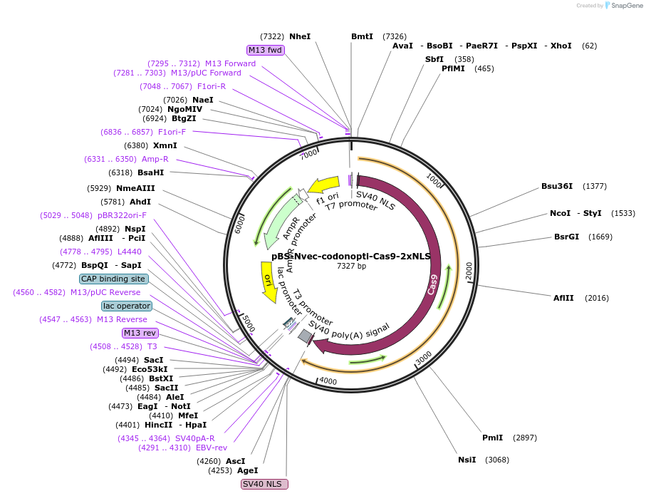 141108-plasmid-map-sequence-id-314929
