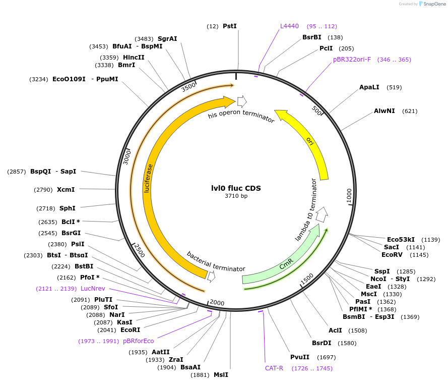 153405-plasmid-map-sequence-id-314934