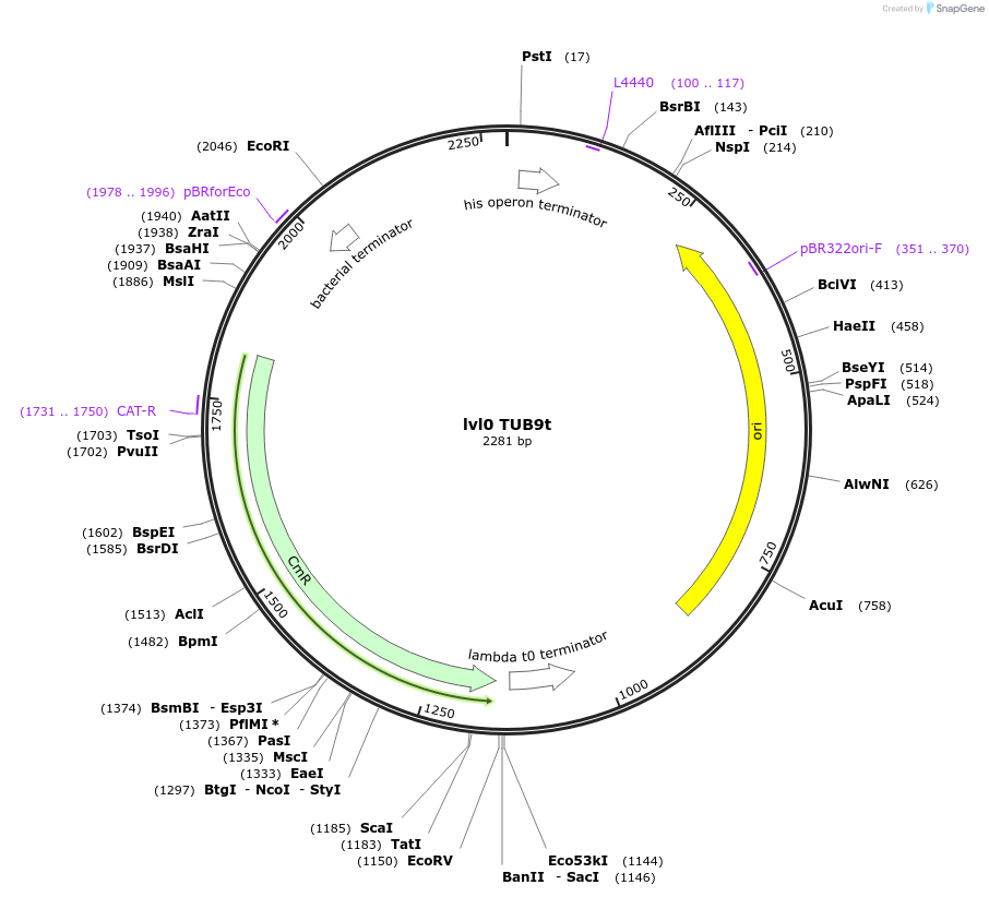 153385-plasmid-map-sequence-id-314938