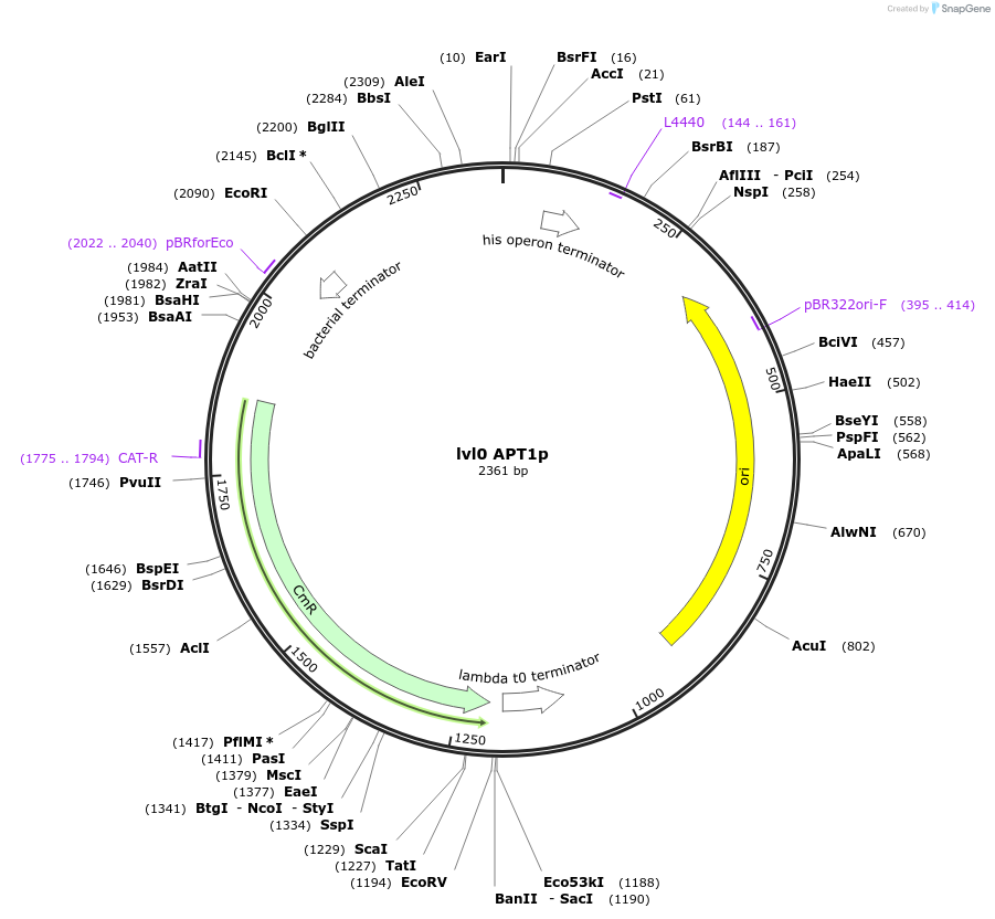 153372-plasmid-map-sequence-id-314942