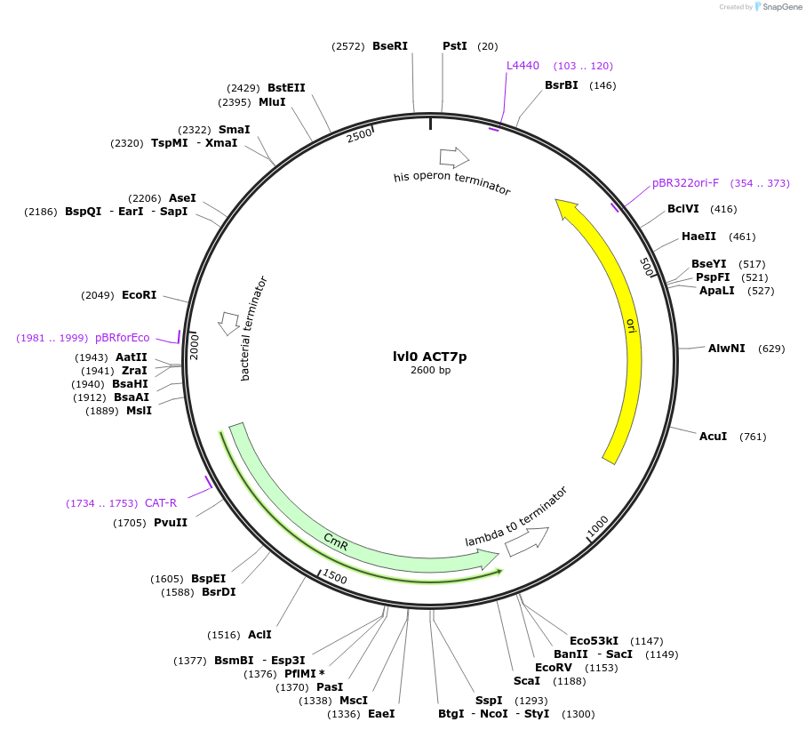 153371-plasmid-map-sequence-id-314944