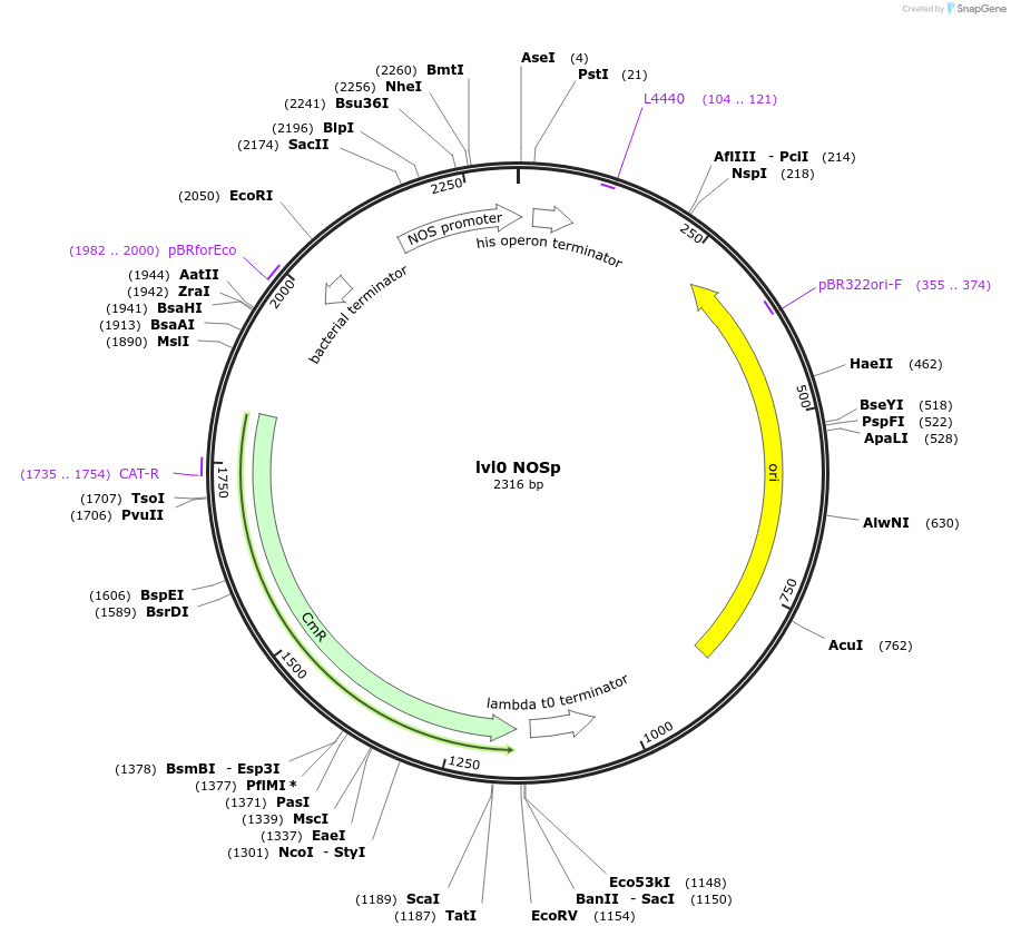 153375-plasmid-map-sequence-id-314945