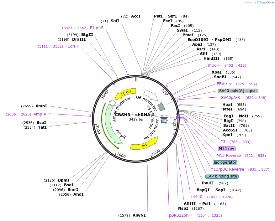 160066-plasmid-map-sequence-id-314952