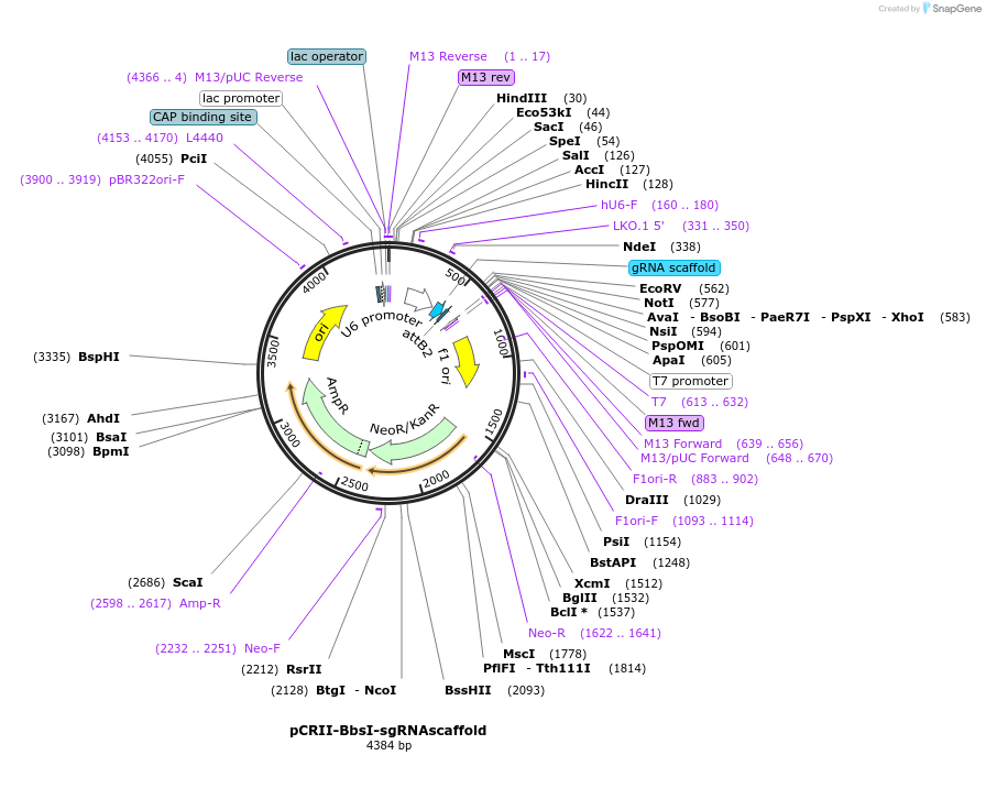 159352-plasmid-map-sequence-id-314976