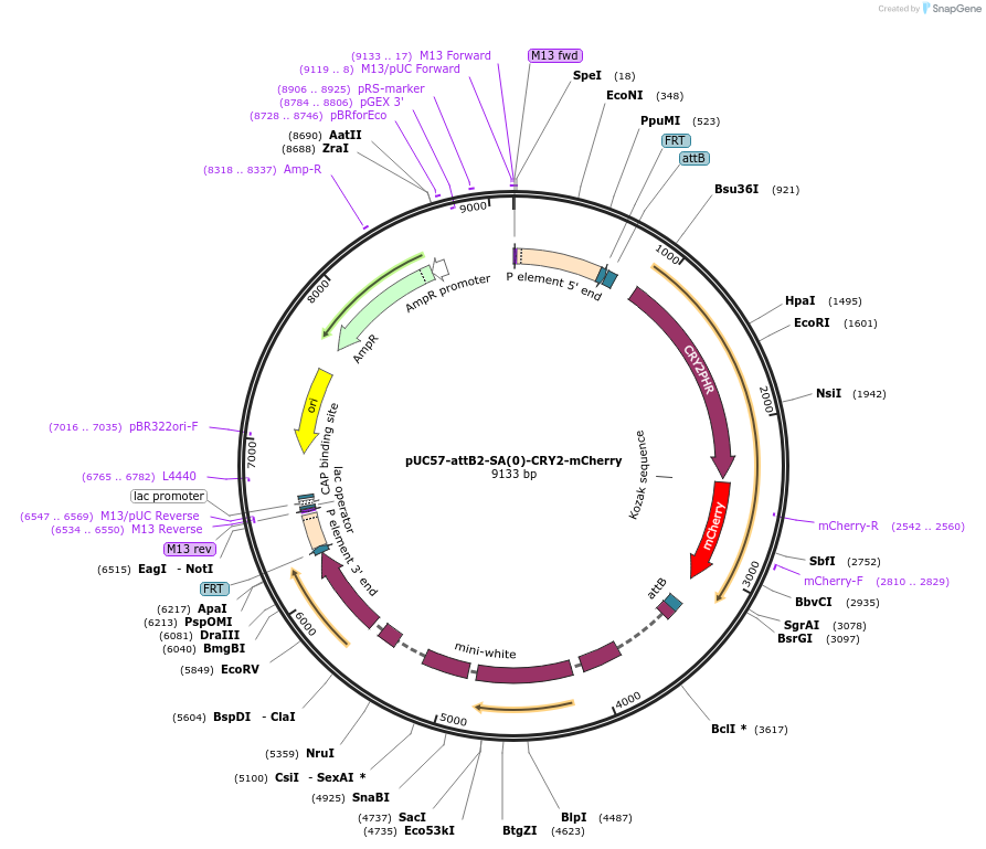 160439-plasmid-map-sequence-id-314983