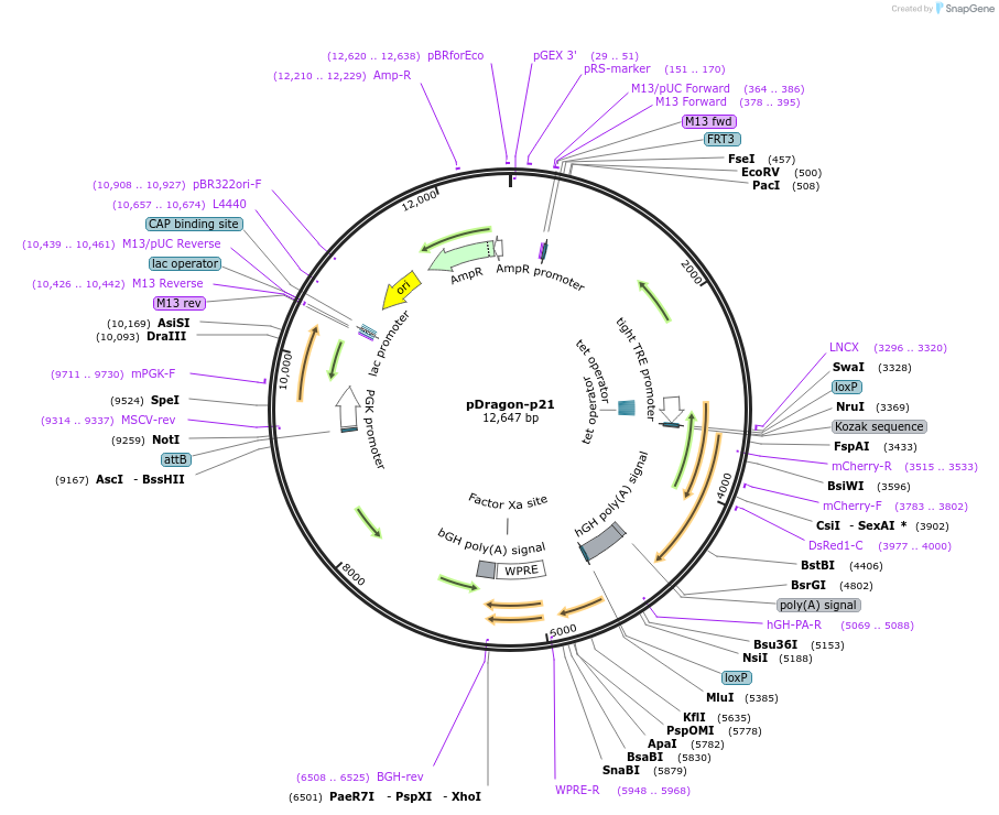 155016-plasmid-map-sequence-id-314987
