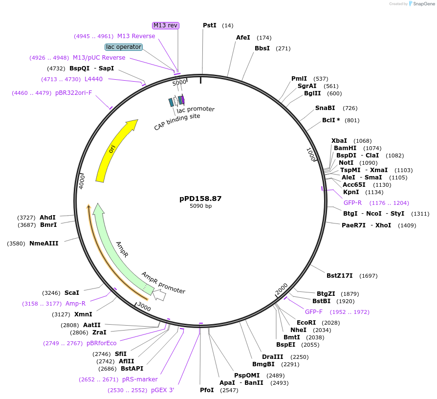 1709-plasmid-map-sequence-id-315