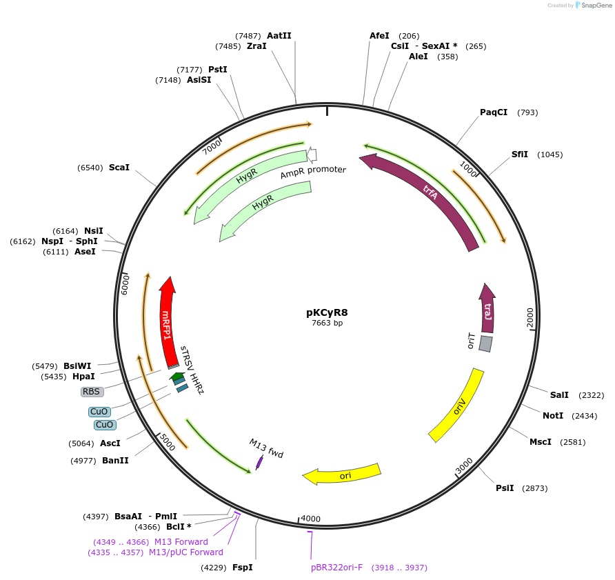 149494-plasmid-map-sequence-id-315021