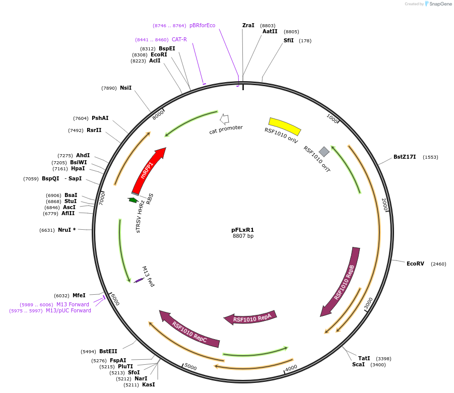 149496-plasmid-map-sequence-id-315024