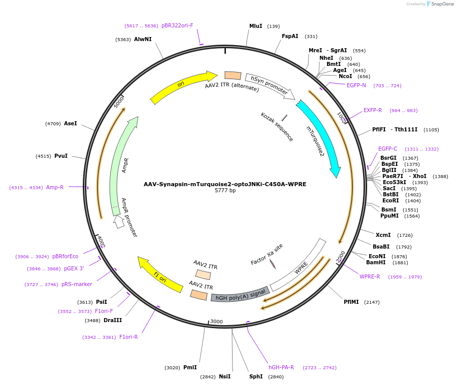 159969-plasmid-map-sequence-id-315031