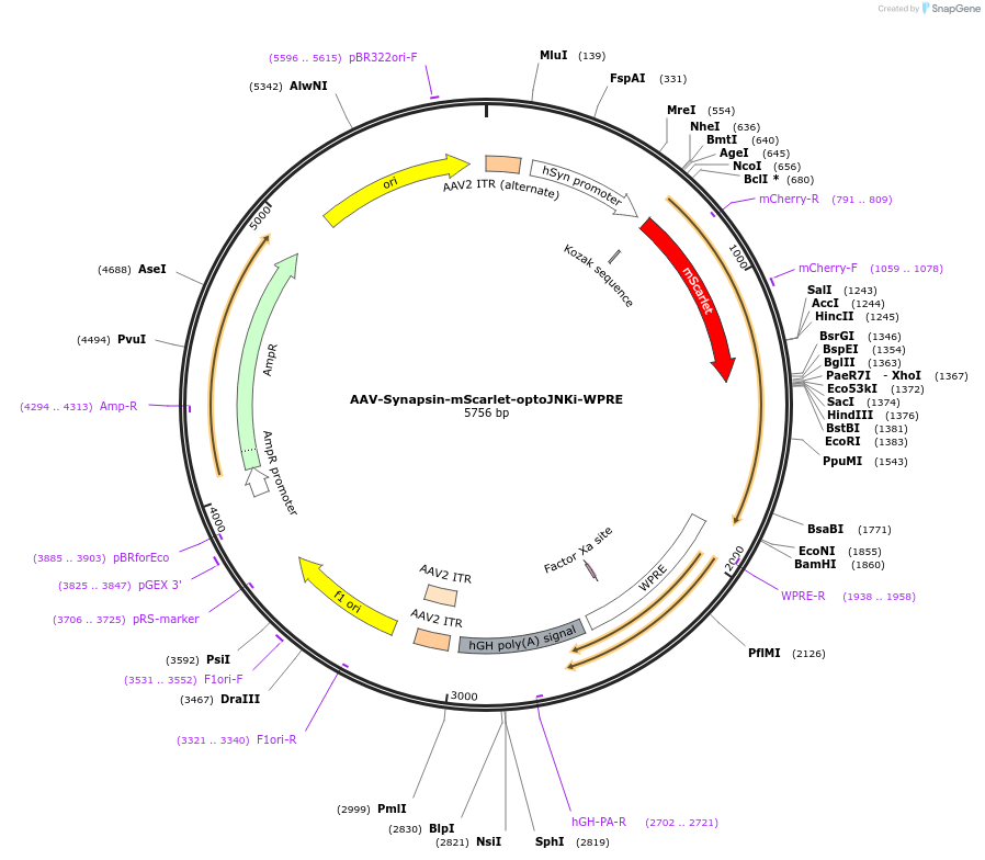 159968-plasmid-map-sequence-id-315051