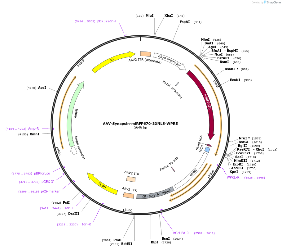 159952-plasmid-map-sequence-id-315053