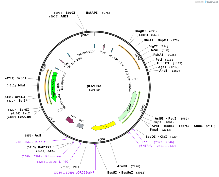 159353-plasmid-map-sequence-id-315064