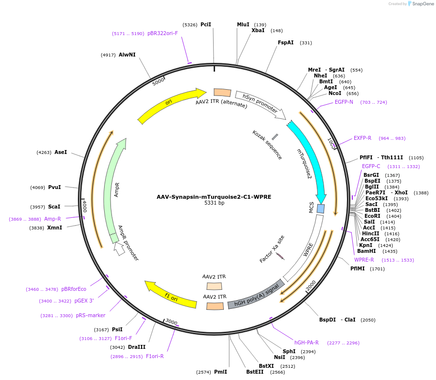 159953-plasmid-map-sequence-id-315087