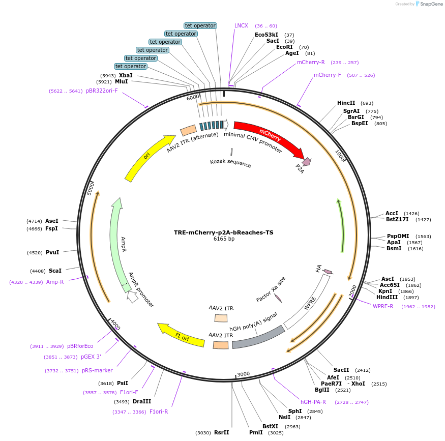 158701-plasmid-map-sequence-id-315100