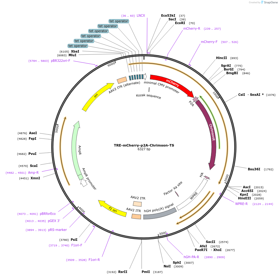 158702-plasmid-map-sequence-id-315101