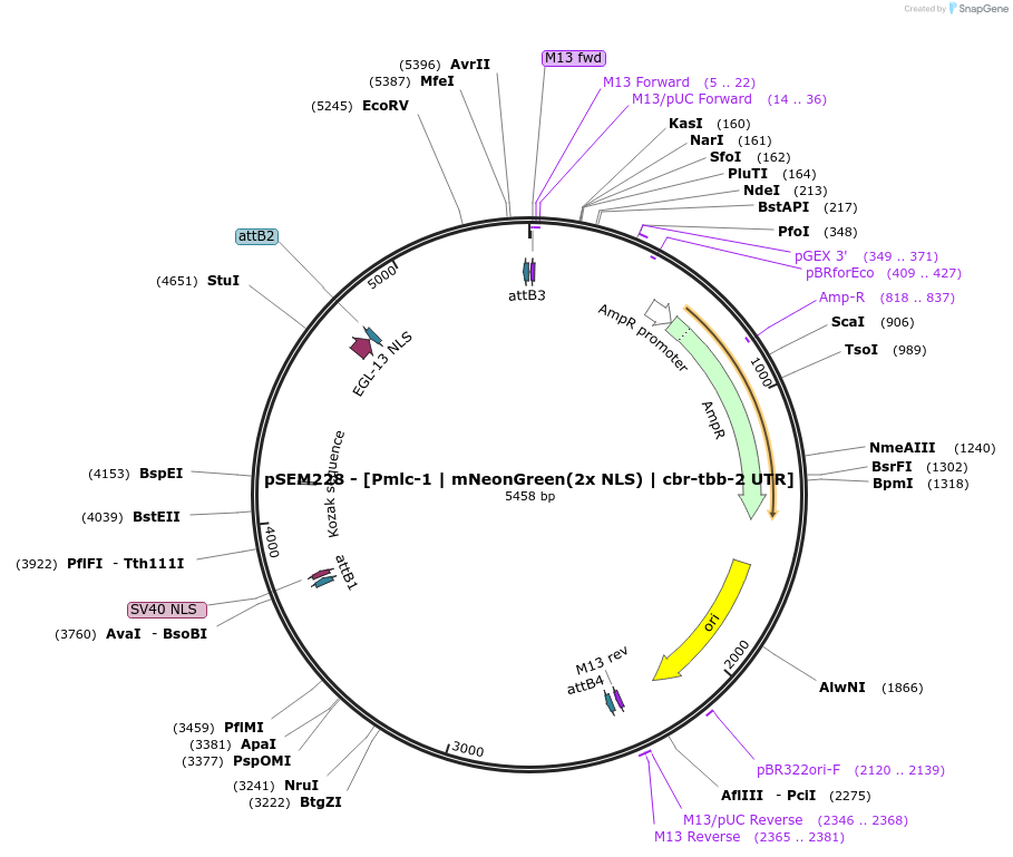 159895-plasmid-map-sequence-id-315115
